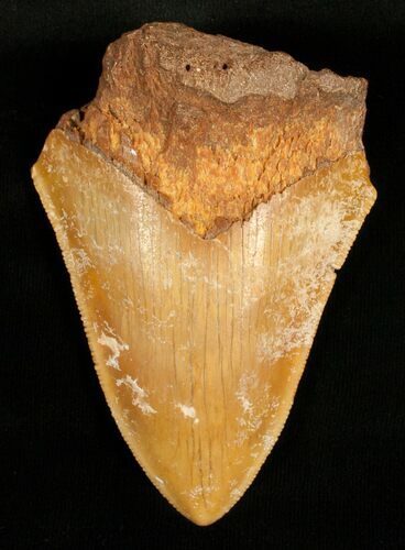 Rare Moroccan Megalodon Tooth - #5418